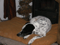 /album/jack/jack-bath-march-26-gif/