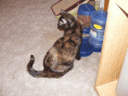 /album/cinnamon/cinnamon-back-march-26-gif/