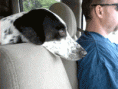 /album/jack/jack-truck-27-gif/