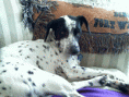 /album/jack/jack-what-27-gif/