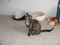 /album/cinnamon/cinnamon-sitting-pretty-27-gif/