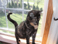 /album/cinnamon/cinnamon-standing-pretty-27-gif/